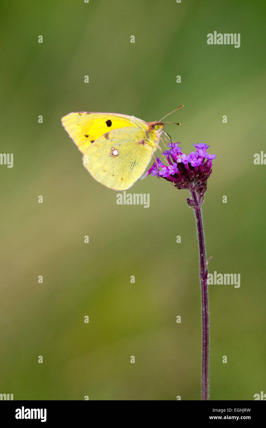 Clouded Yellow butterfly nectaring on Red Valerian flowers, Cornwall, England, UK. Stock Photo