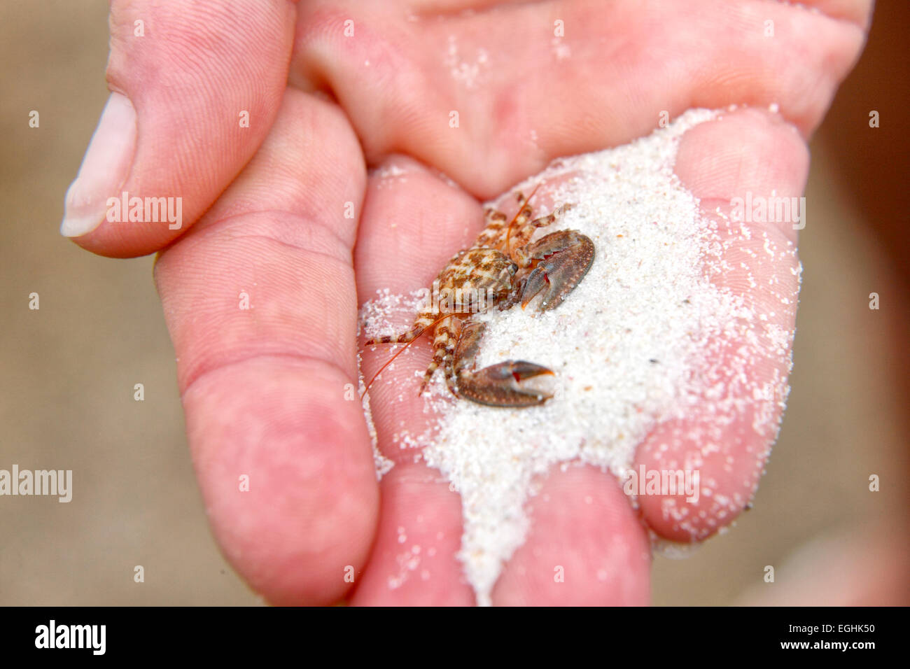 Small crab on humans hand, Seychelles island, La Digue Stock Photo