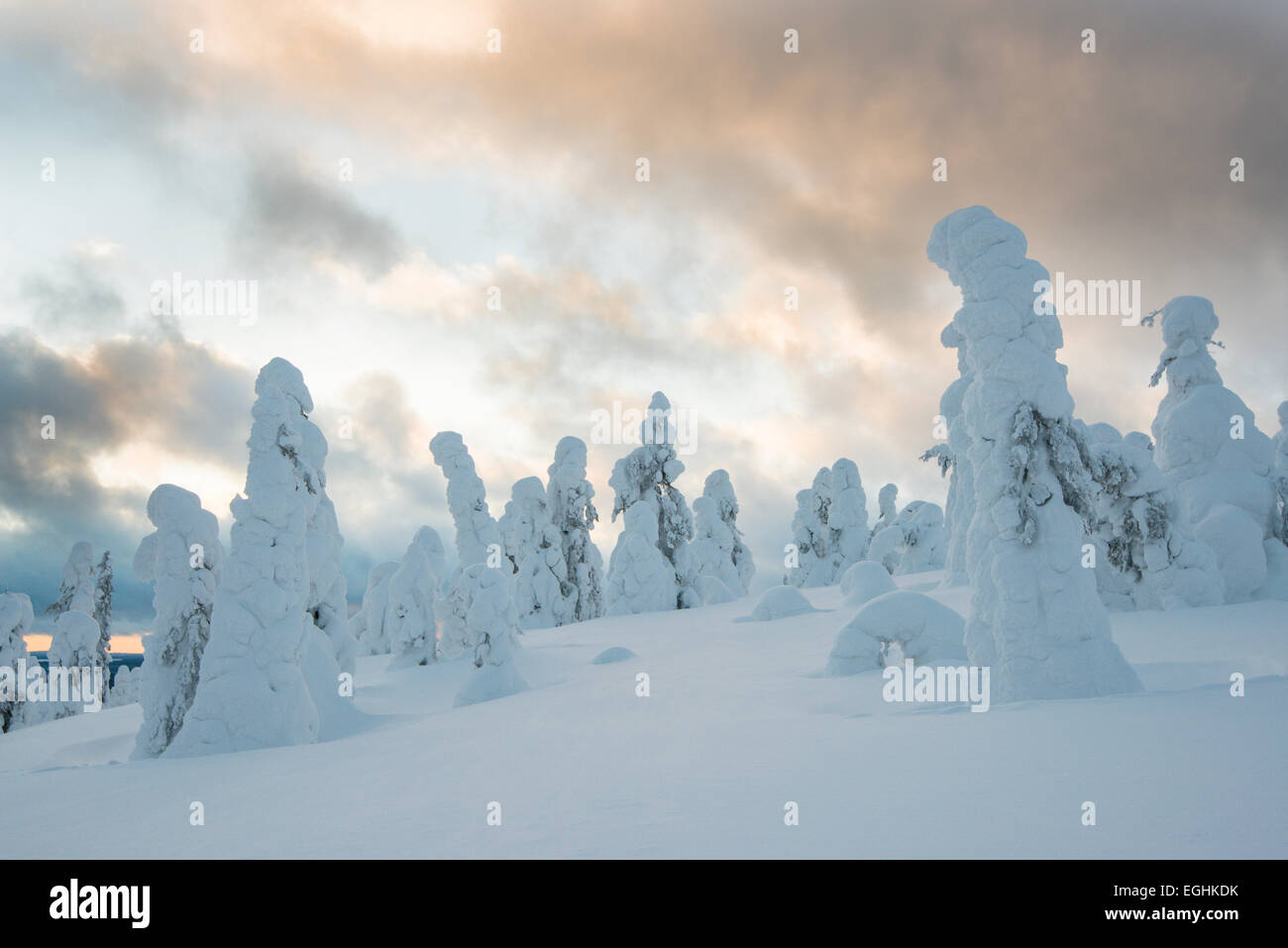 Snow-covered spruces, fjell in winter, Riisitunturi National Park, Posio, Lapland, Finland Stock Photo