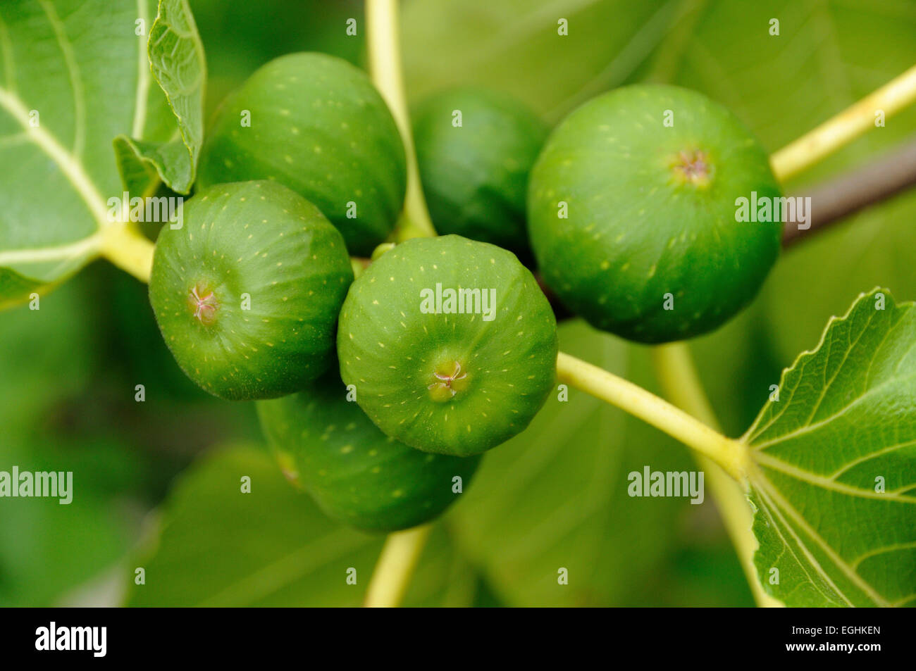 Figs on the branch, fig tree (Ficus), North Rhine-Westphalia, Germany Stock Photo