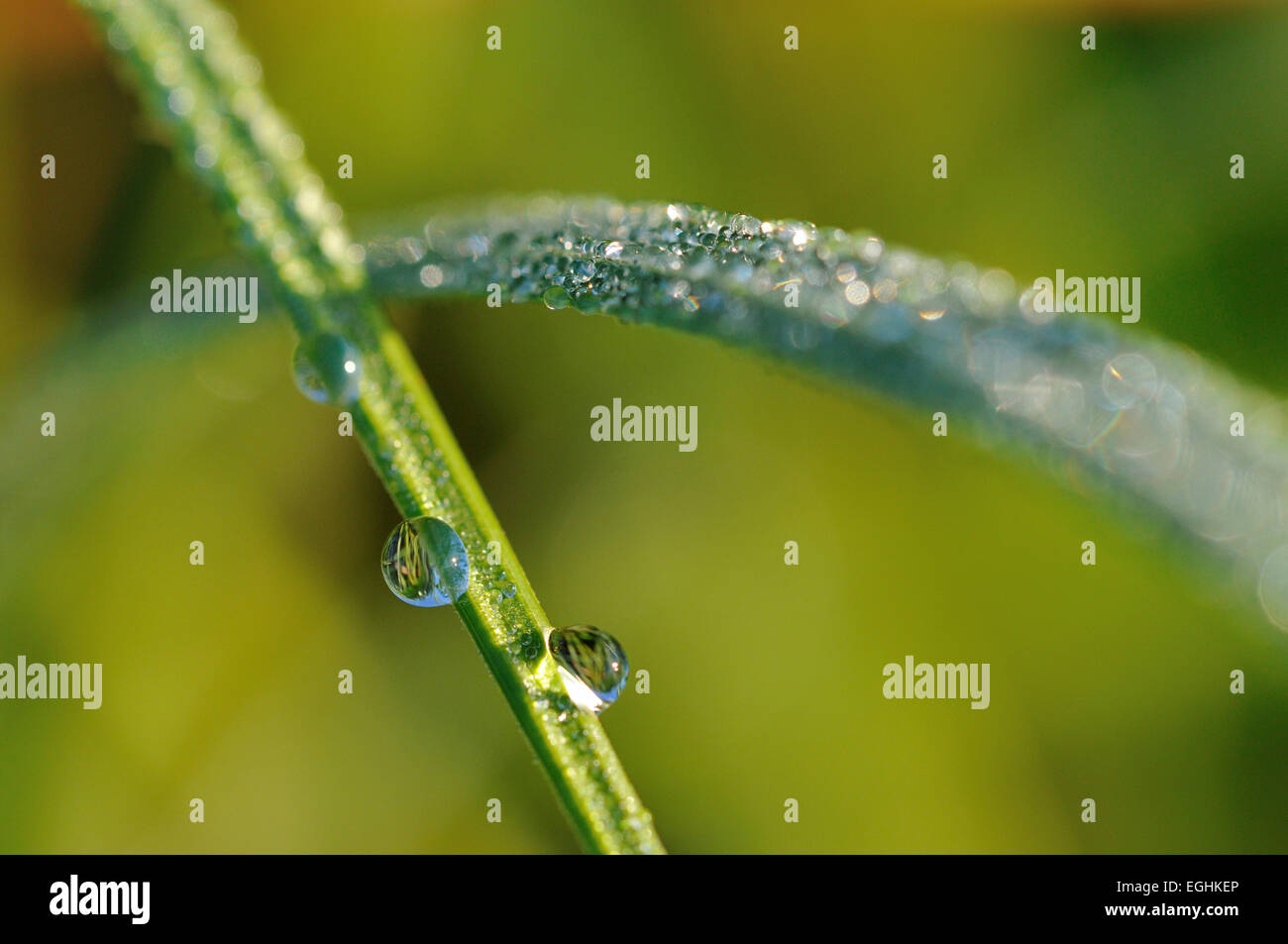 Sedge (Carex), raindrops on sedge, North Rhine-Westphalia, Germany Stock Photo