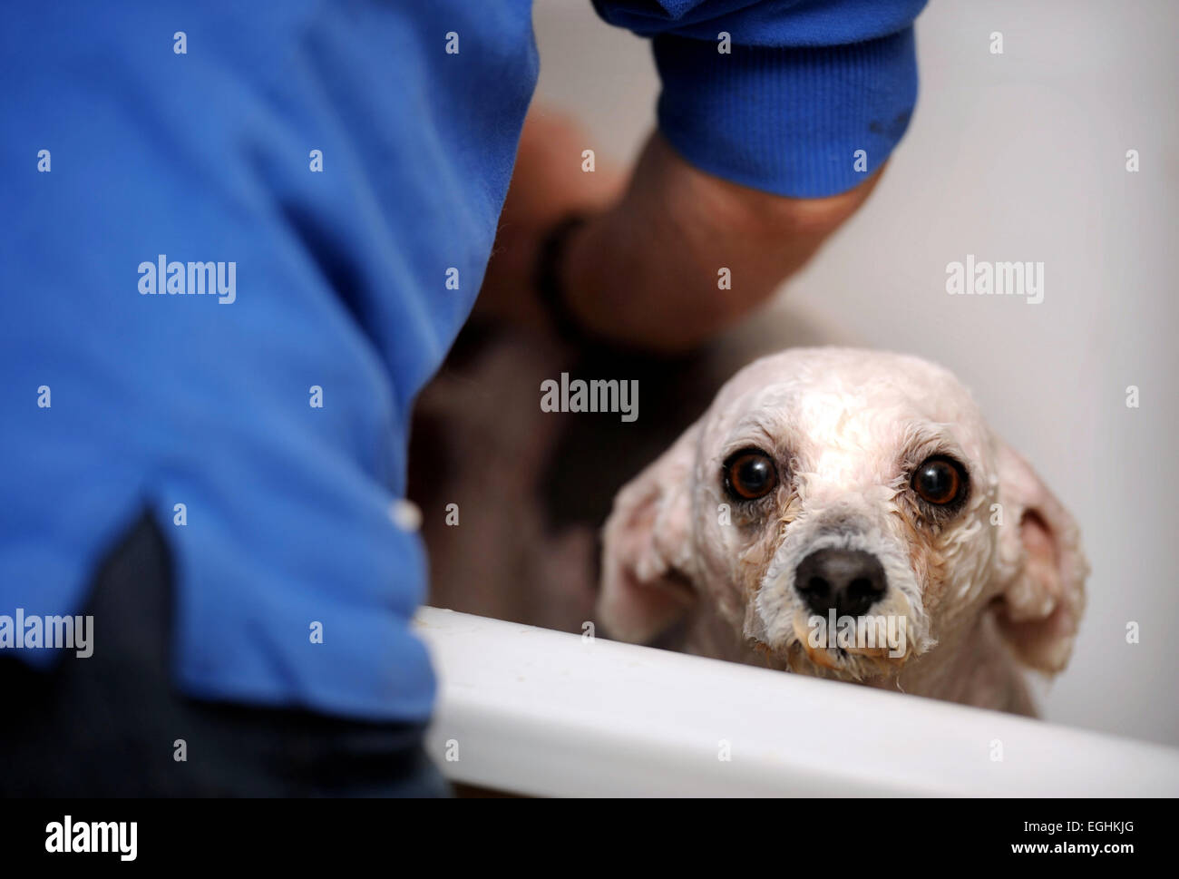 How Soon Can I Bathe My Rescue Dog