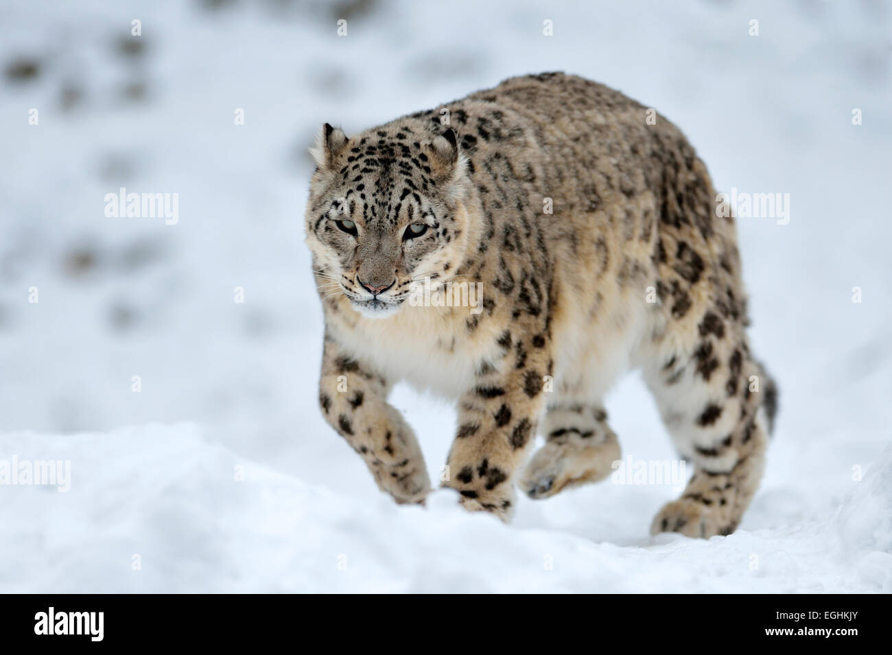 Snow Leopard (Panthera uncia), male in the snow, captive, Switzerland Stock Photo