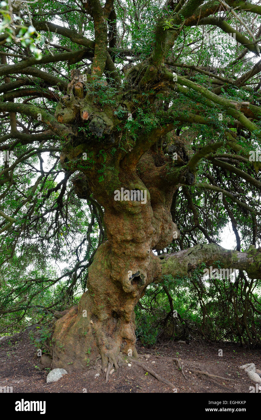Mastic Tree (Pistacia lentiscus), 1000 years, near Gattone, Ghisonaccia, Corsica, France Stock Photo