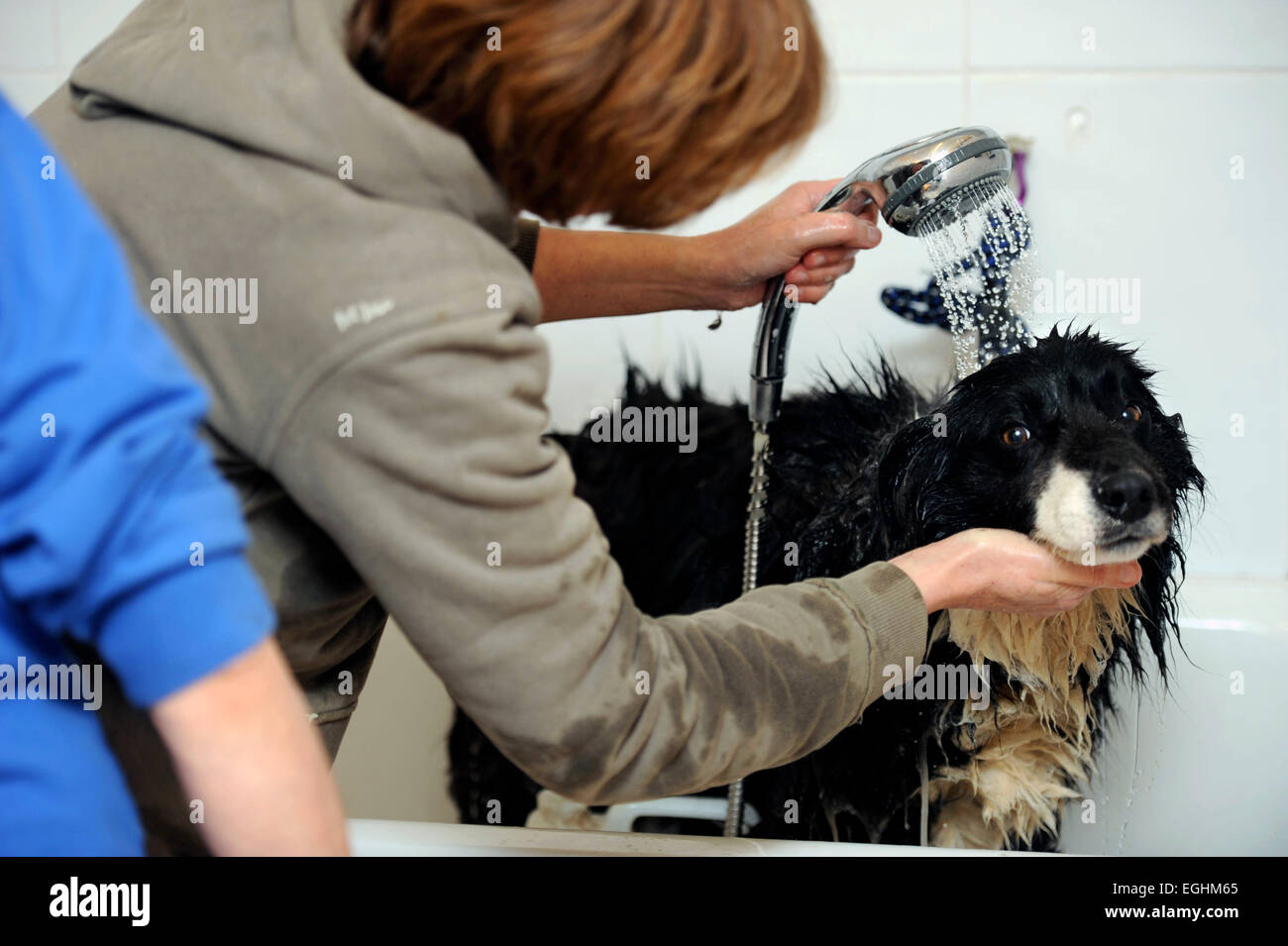 Bath Dog Rescue: How to Save Stressed Canines After Baths