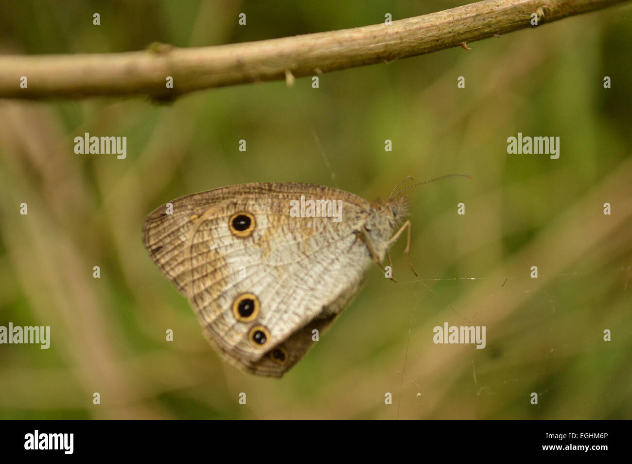 a butterfly on a net Stock Photo