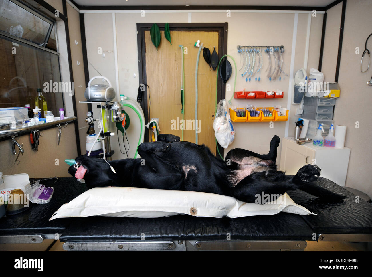 A dog prepared to be neutered at the Many Tears Animal Rescue centre