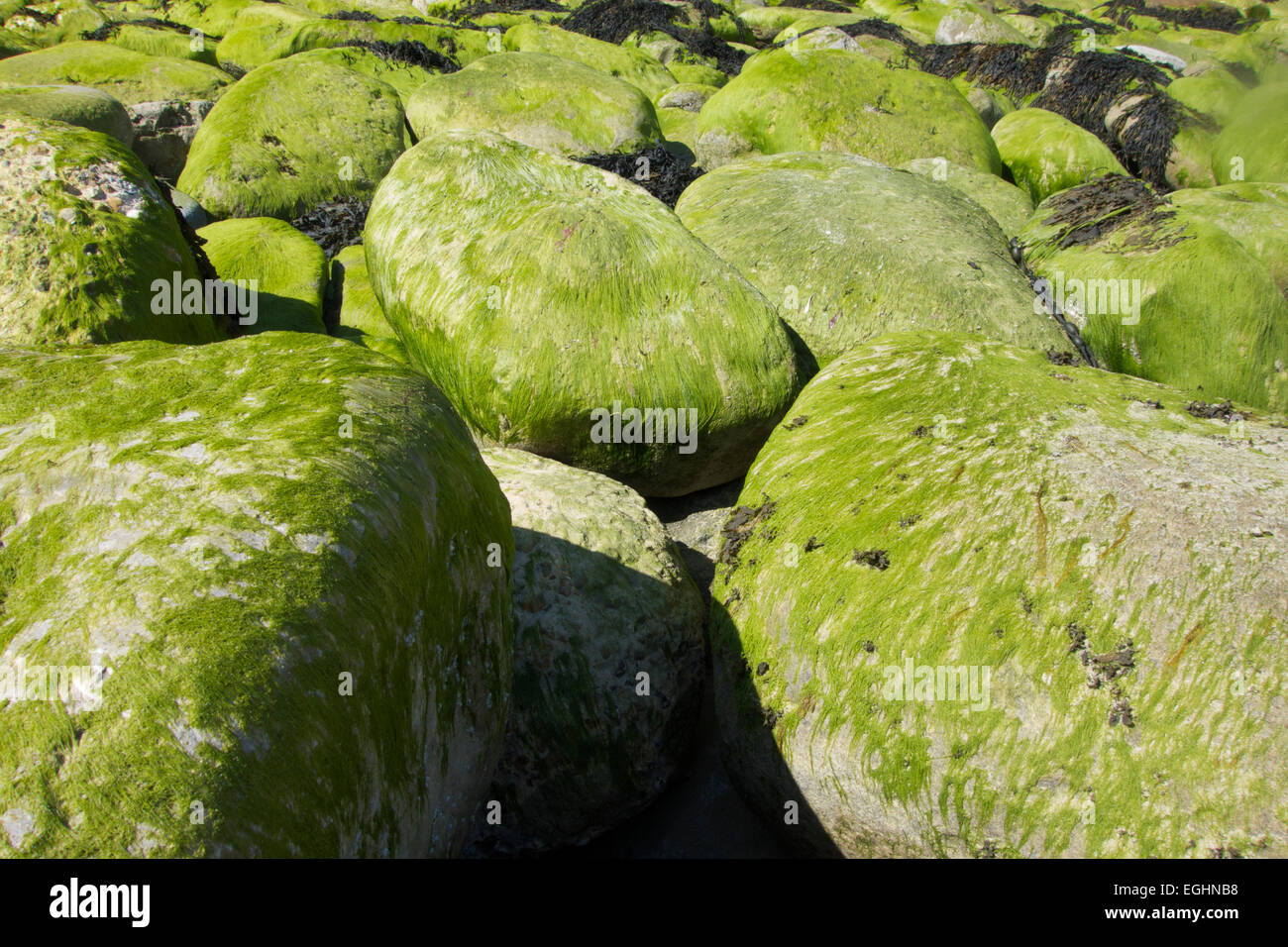 Seaweed and algae on rocks Stock Photo Alamy