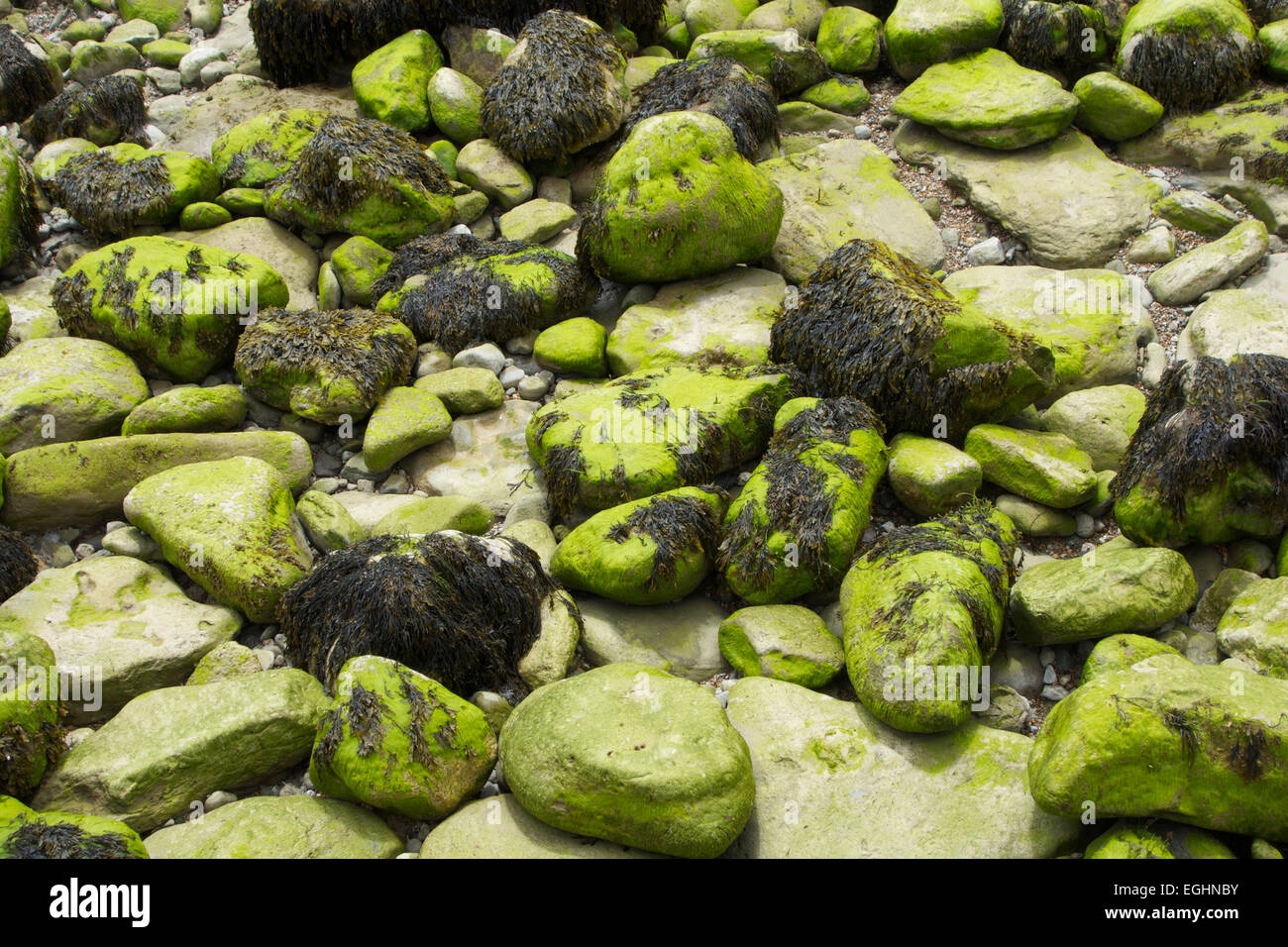 Seaweed covered rocks Stock Photo