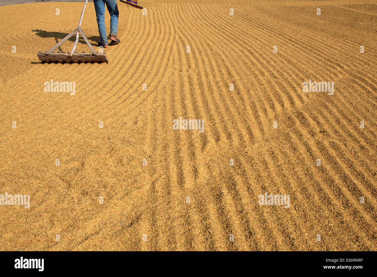 rice in thailand Stock Photo