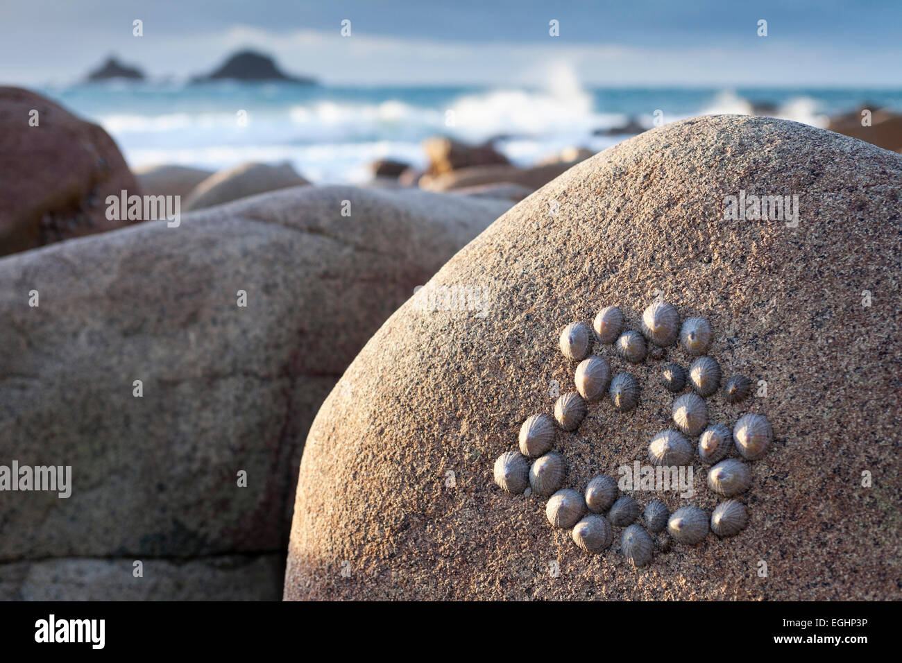 Limpet shells [Patella vulgata] on rock boulder, 'Porth Nanven', Cornwall, England, UK Stock Photo