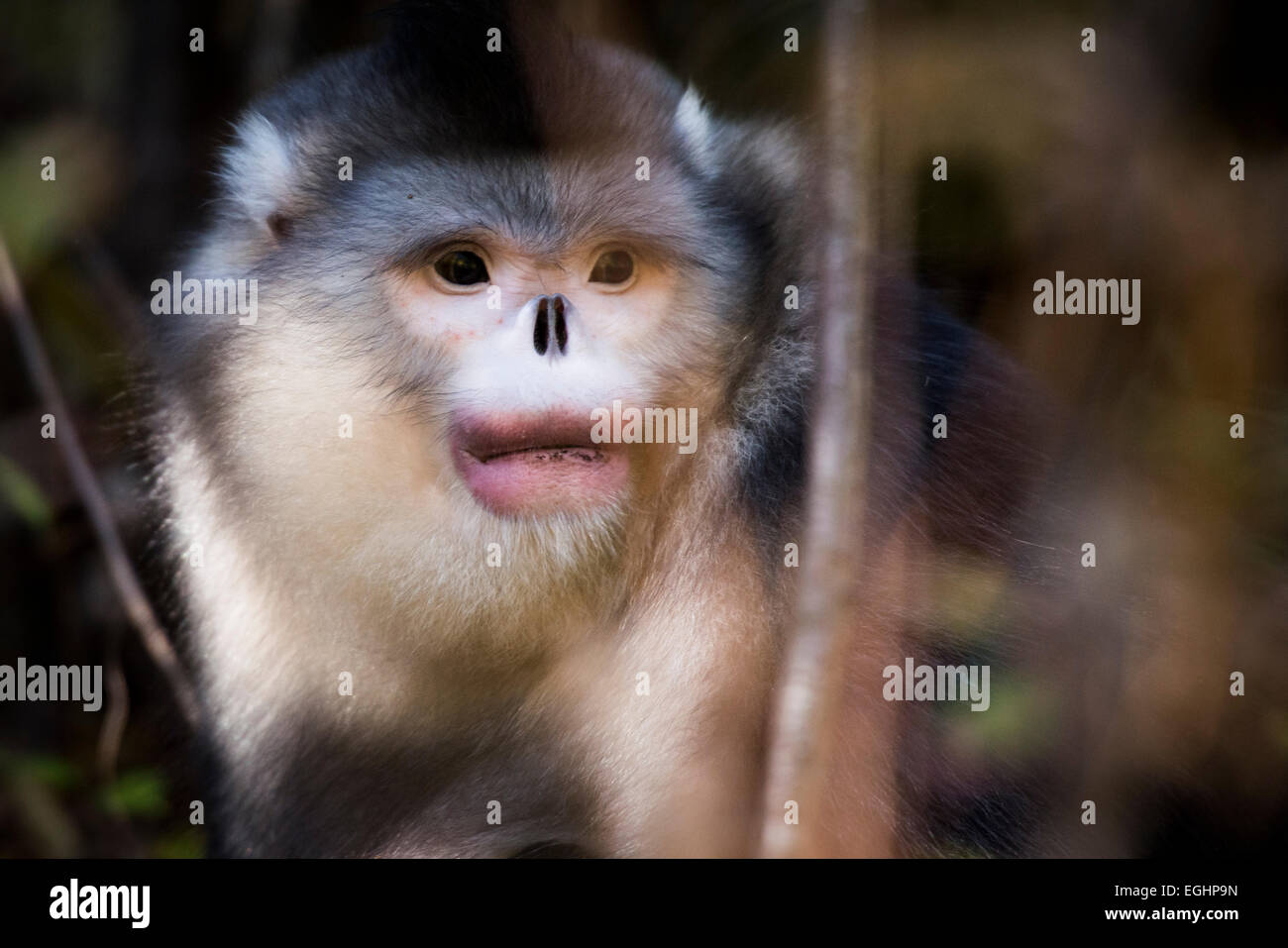 Snub nosed monkey, Yunnan, China Stock Photo