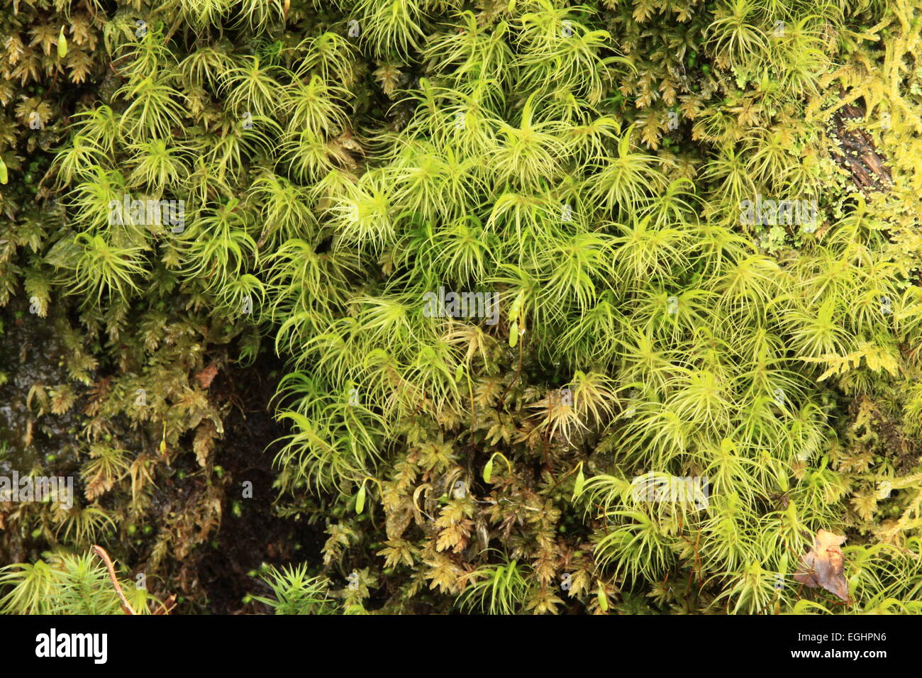 Mosses on a rock, Dicranum and Mnium Stock Photo