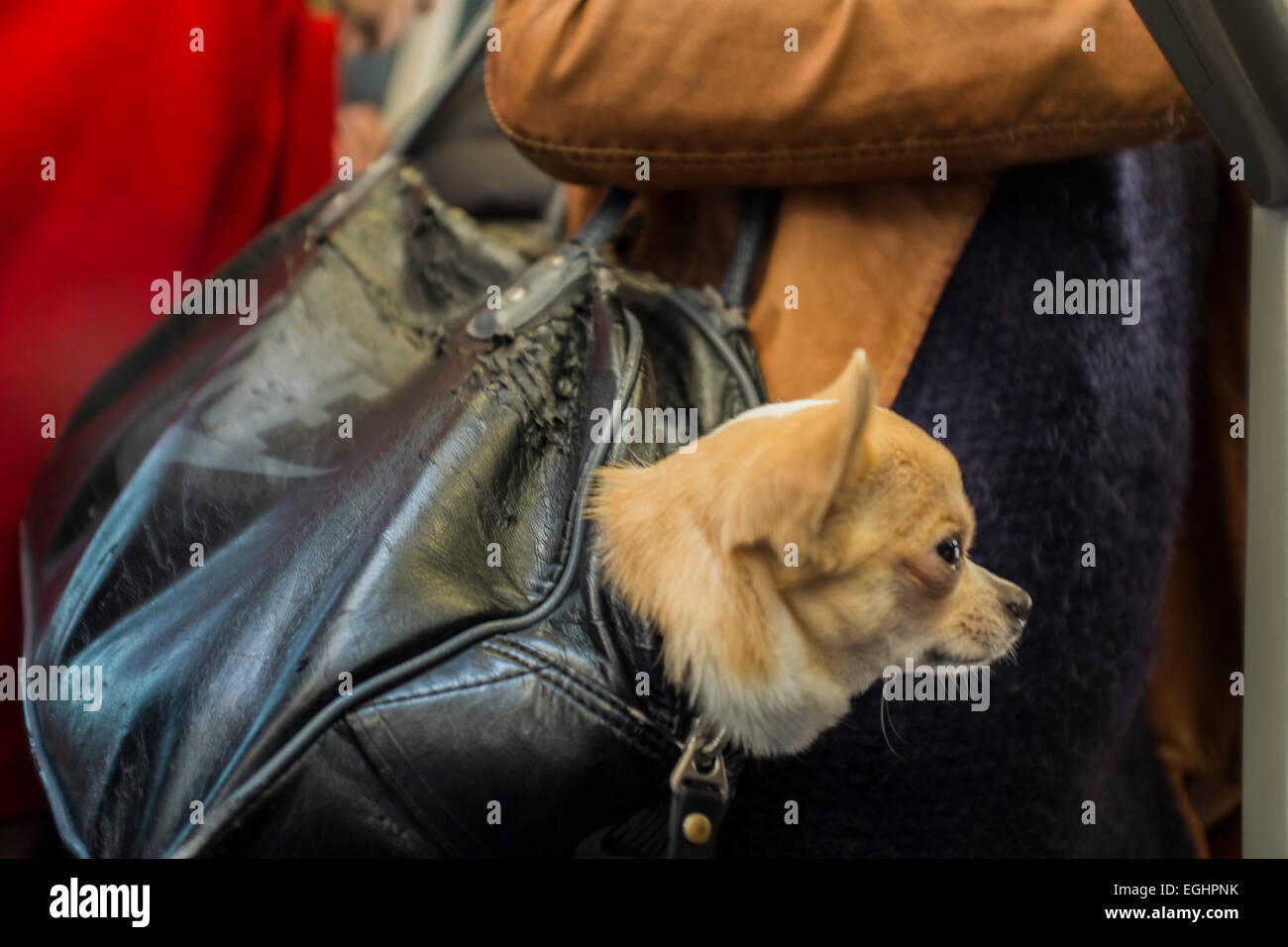 Small dog in a bag on a crowded tram in Nice, France Stock Photo