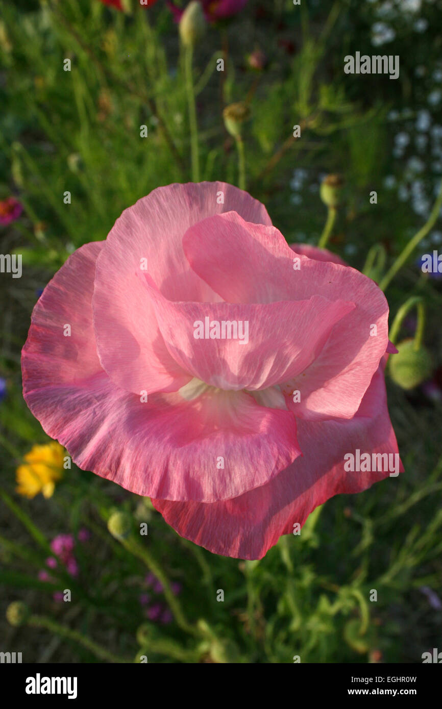 Blossom poppy flower hi-res stock photography and images - Alamy