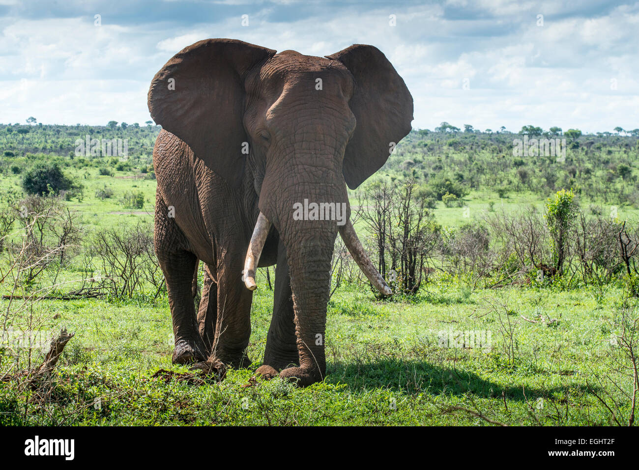 African elephant (Loxodonta africana) feeding on gras, Kruger National Park, South Africa Stock Photo