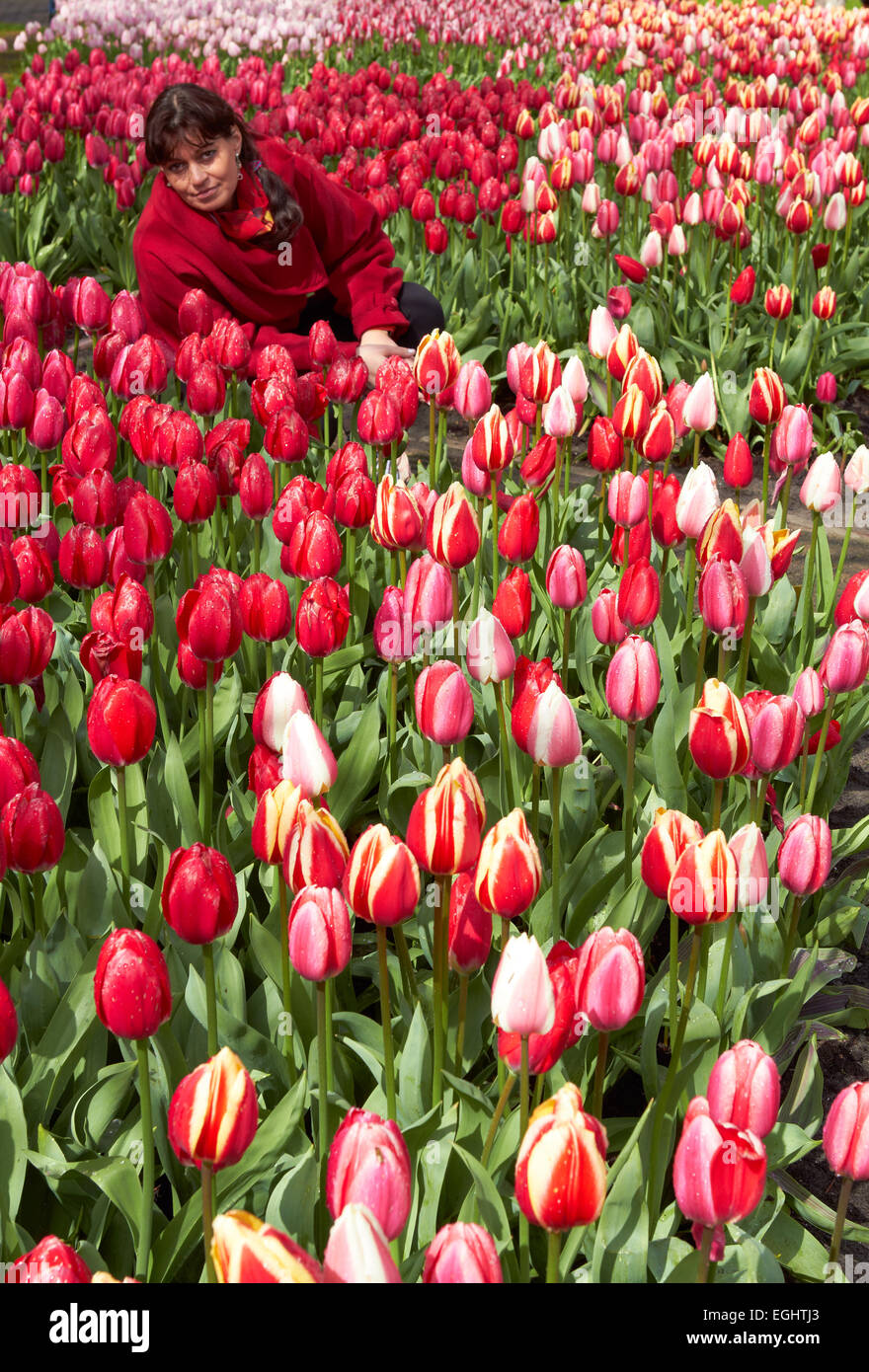 Flower girl in holland hires stock photography and images Alamy