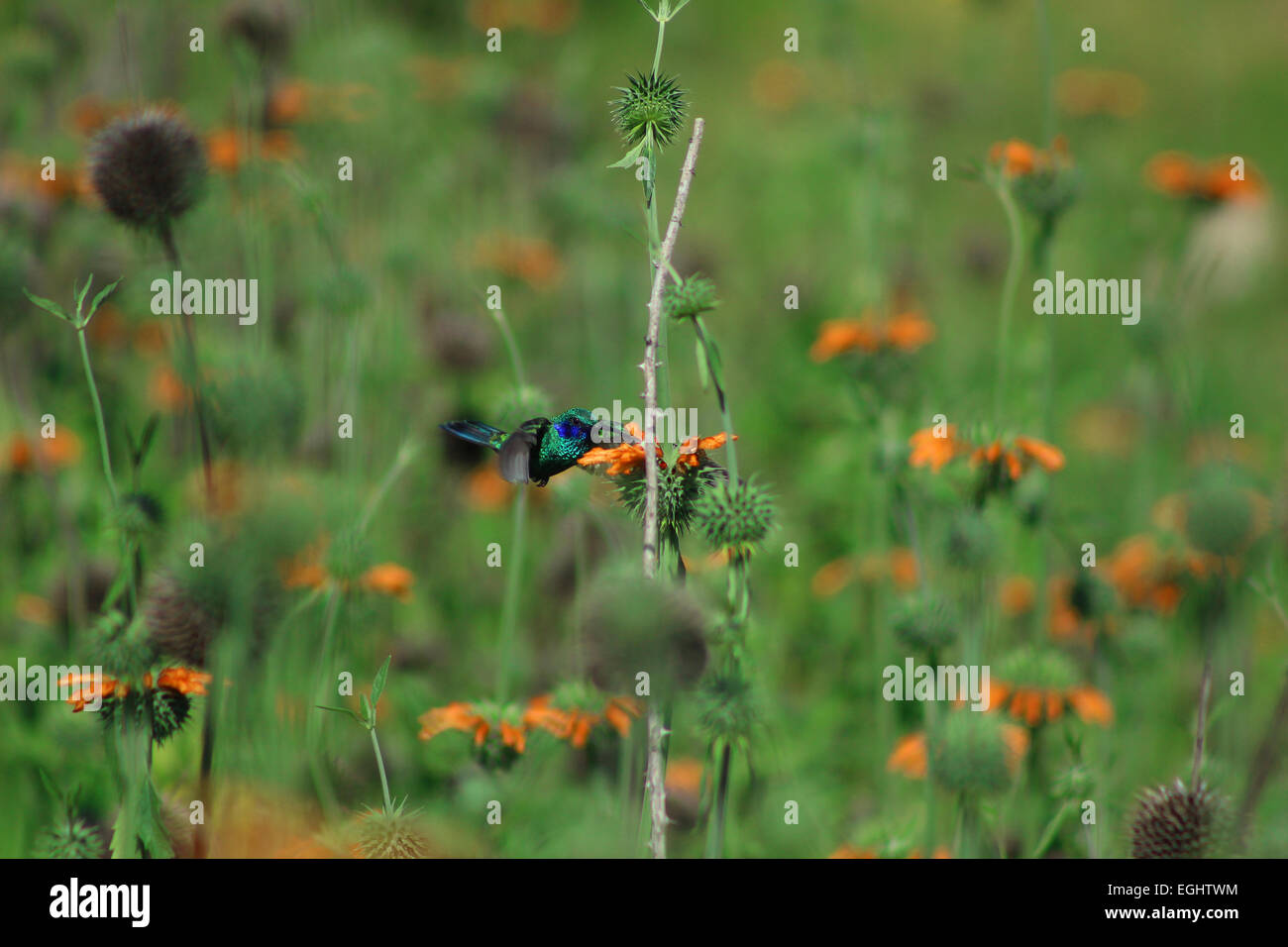 A Sparkling Violetear Hummingbird hovering next to a wildflower in a farmers meadow in Cotacachi, Ecuador Stock Photo