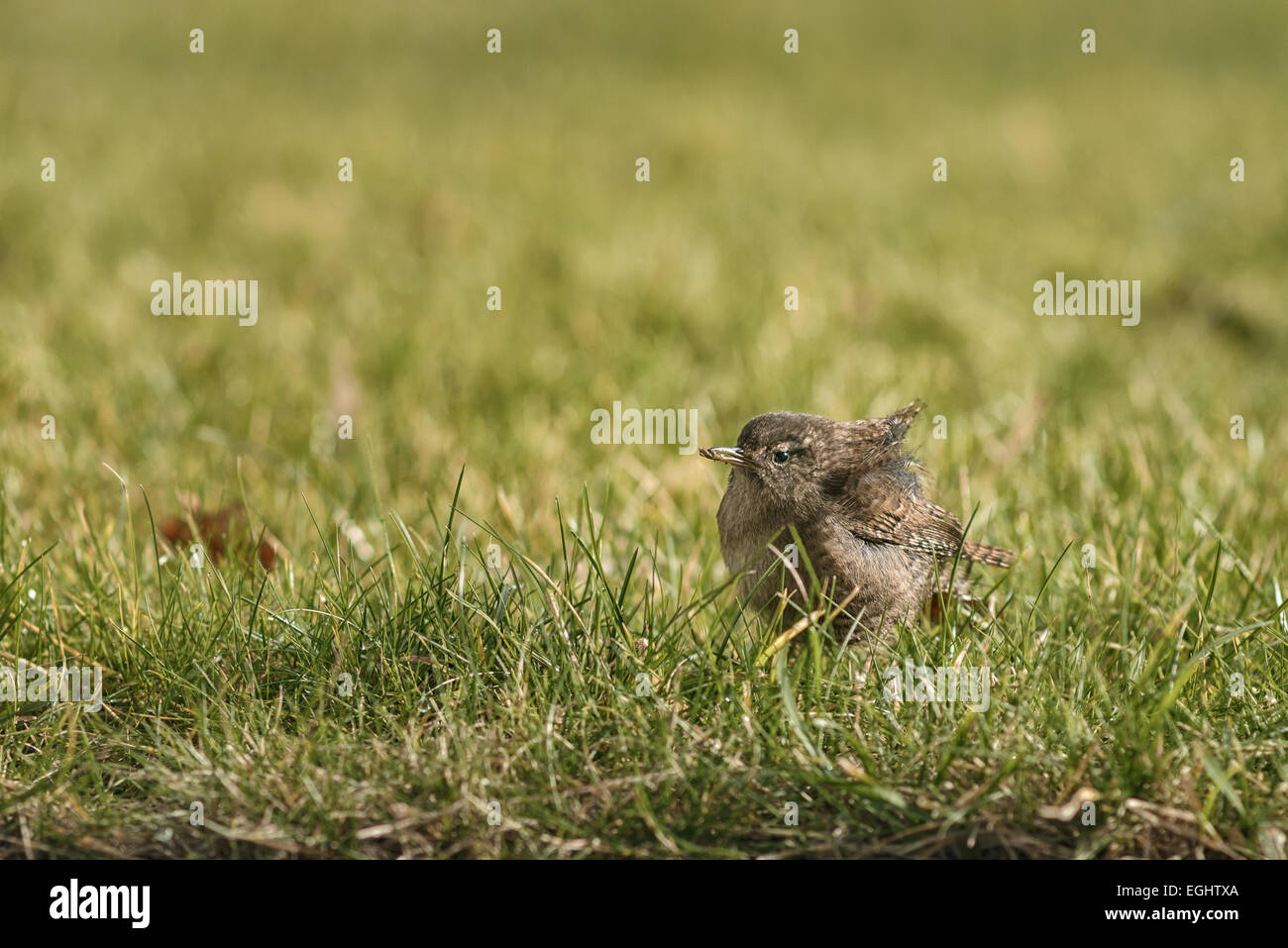 wren sitting in grass with an insect in its beak and wind going through its feathers, latin name is Troglodytes troglodytes Stock Photo