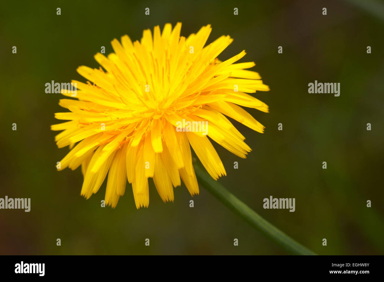 Composition of a little flower ( crepis vesicaria Stock Photo - Alamy