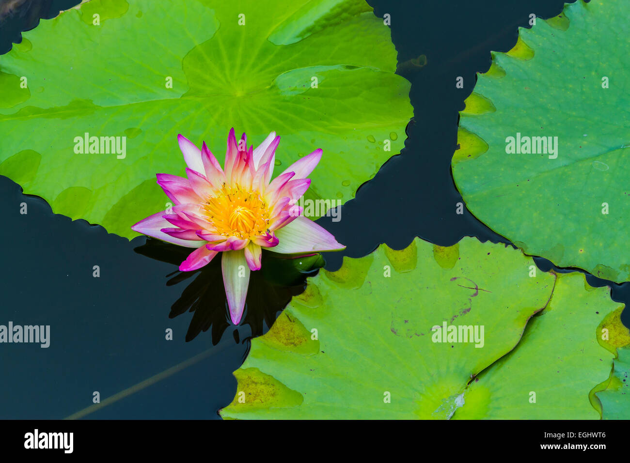 Water lily. Flowers and leaves. Stock Photo