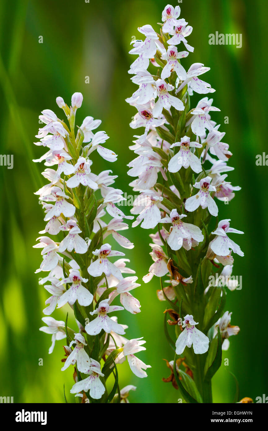 heath spotted orchid or moorland spotted orchid (Dactylorhiza maculata). Stock Photo