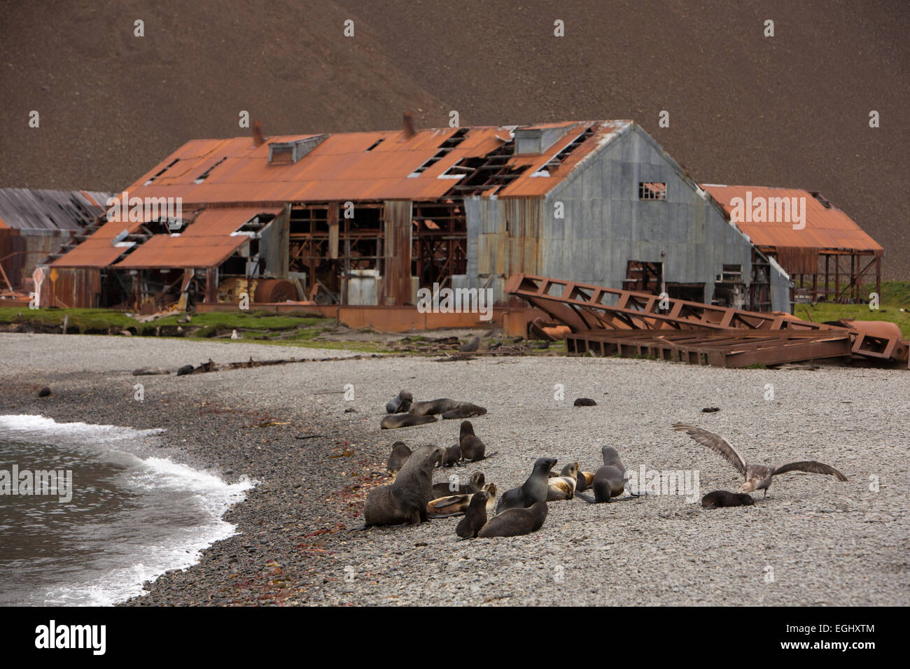 South Georgia, Stromness, fur seals on beach outside old whaling station Stock Photo