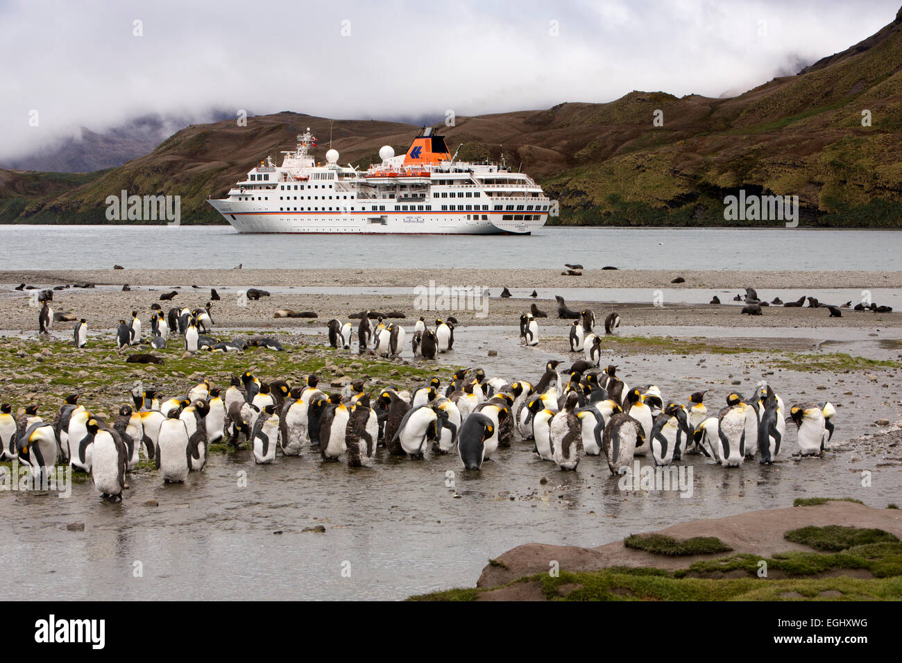 South Georgia, Stromness, group of king penguins on beach, MS Hanseatic moored in bay Stock Photo