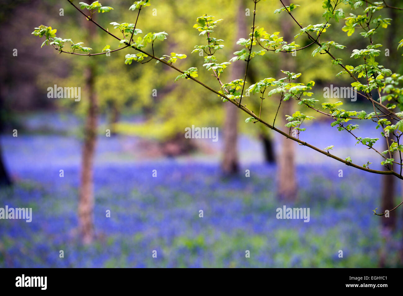 Bluebells(Endymion nonscriptus) on forest clearing england great britain UK europe Stock Photo