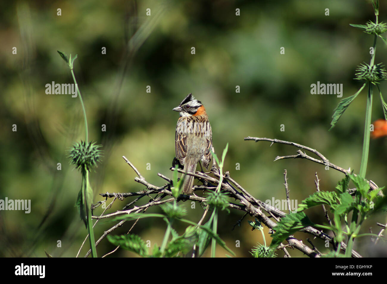 A Rufous Collared Sparrow perched on the branch of a tree in Cotacachi, Ecuador Stock Photo
