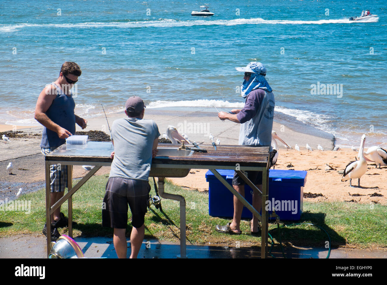 fishermen cleaning and filleting their catch on long reef fishermans beach,sydney,australia Stock Photo