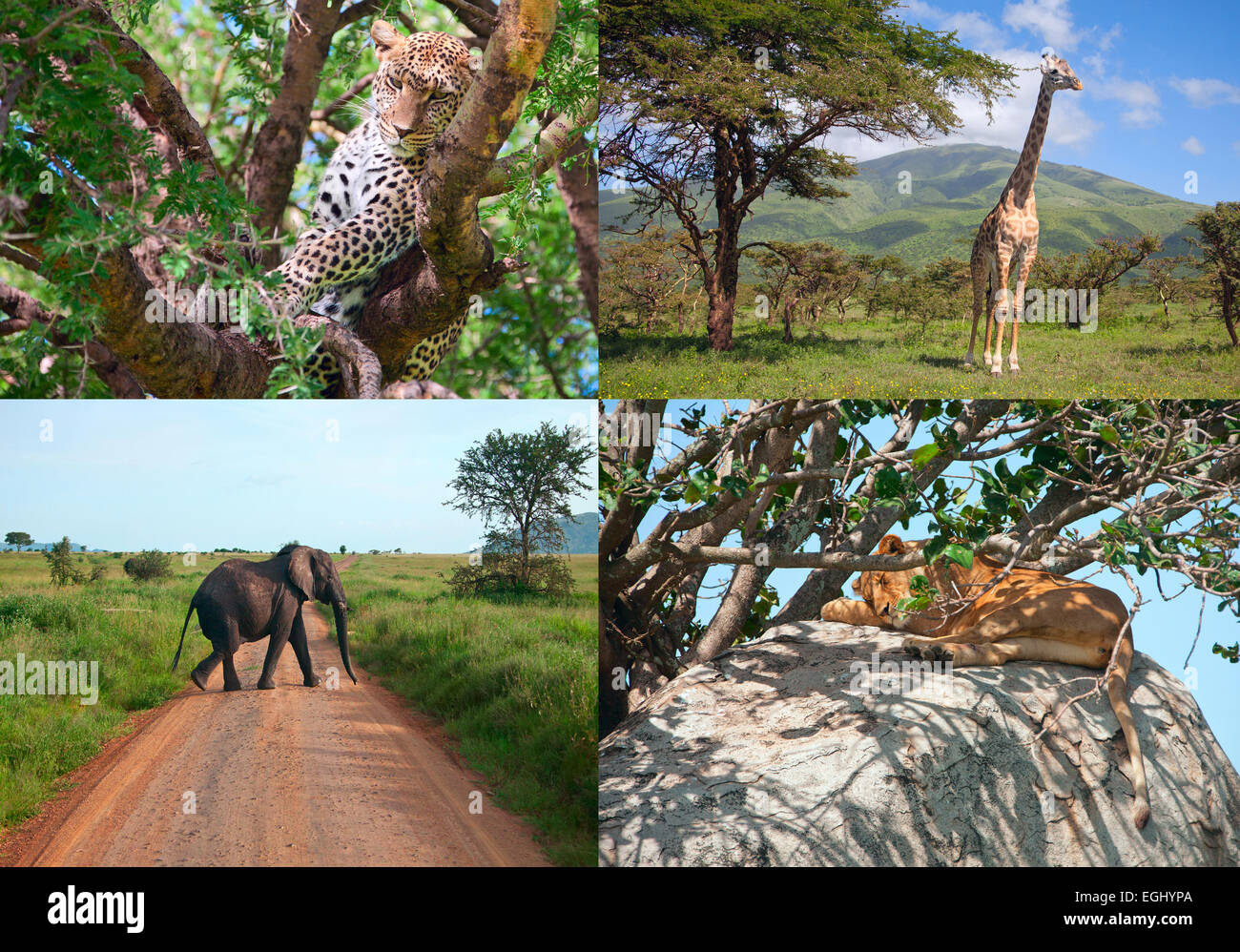 Safari in Africa. set of wild animals. Stock Photo