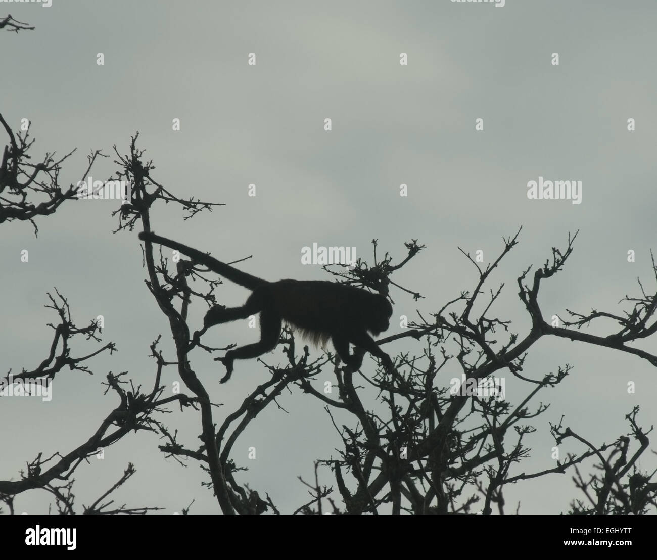 A Mantled howler monkey silhouetted against the sky, grasping with its prehensile tail as it leaps from branch to branch. Stock Photo