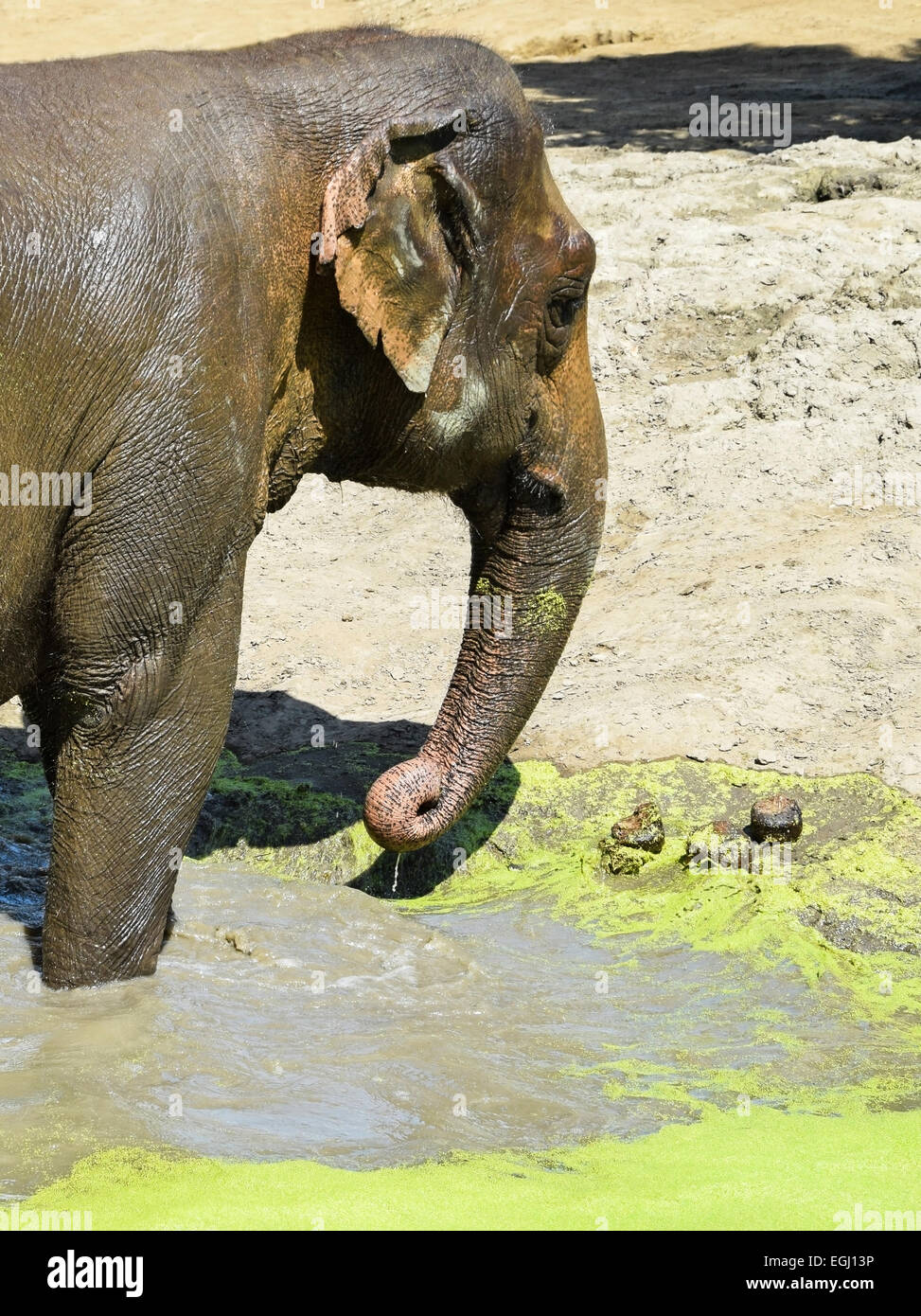 Indian elephant is bathing Stock Photo
