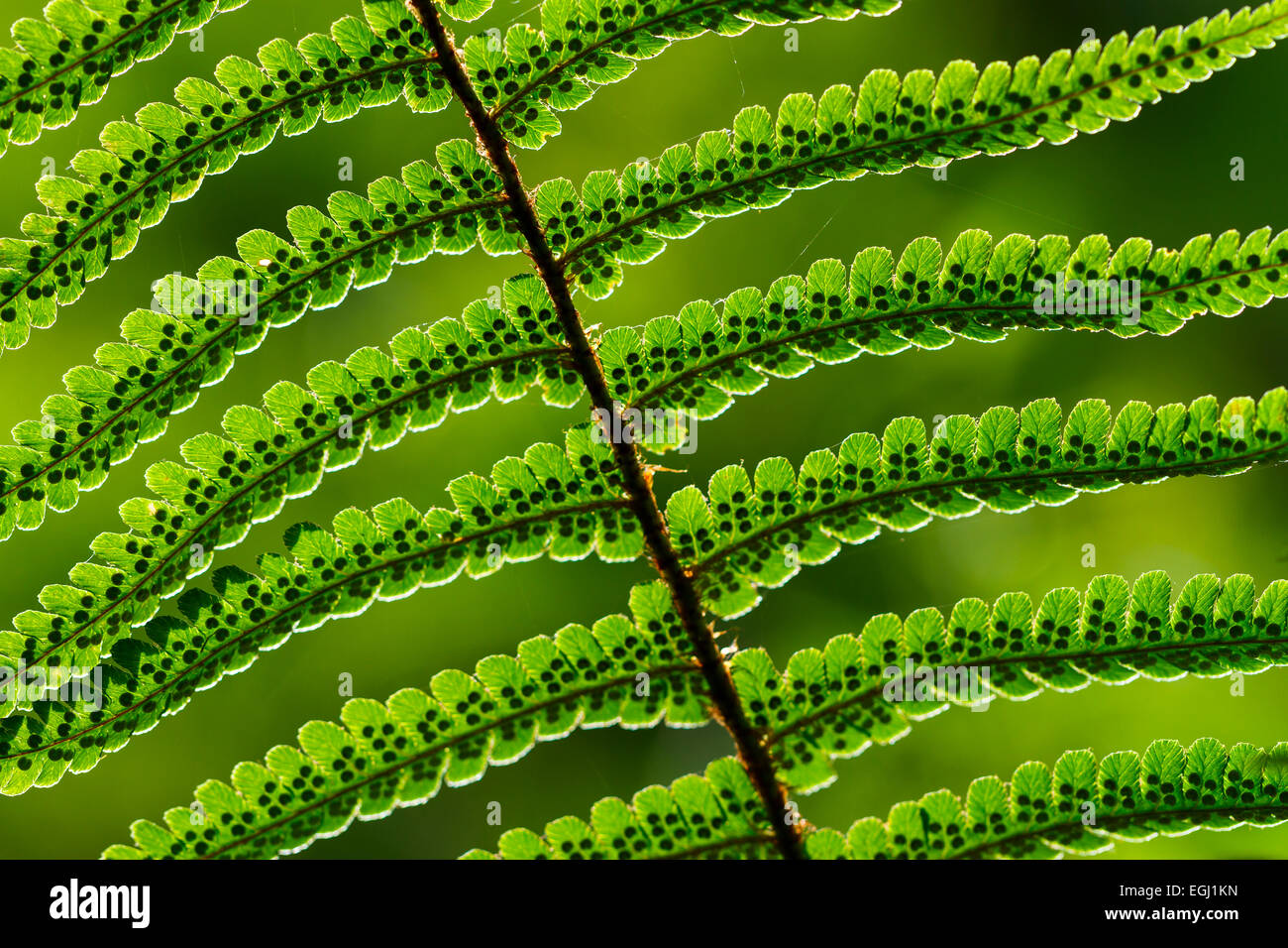 Male fern (Dryopteris filix-mas). Stock Photo