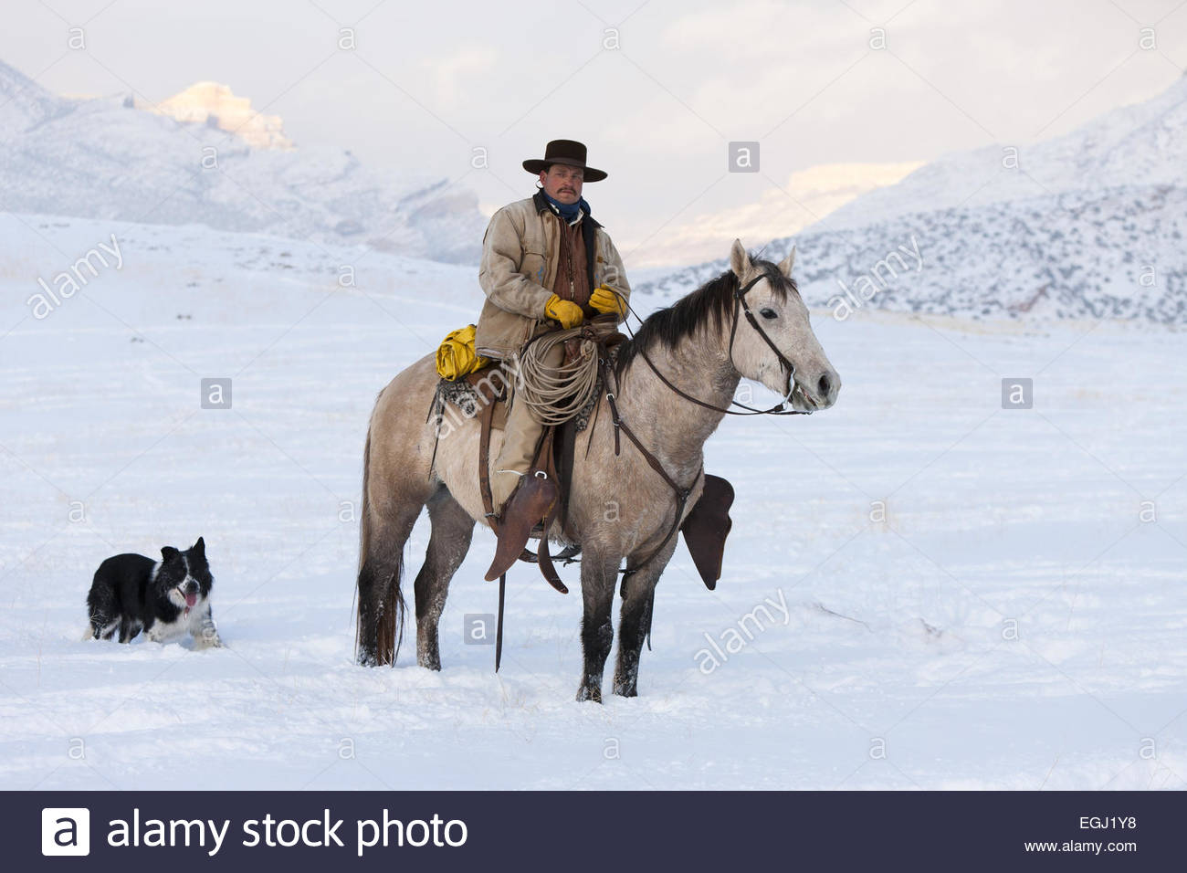 cowboy australian shepherds