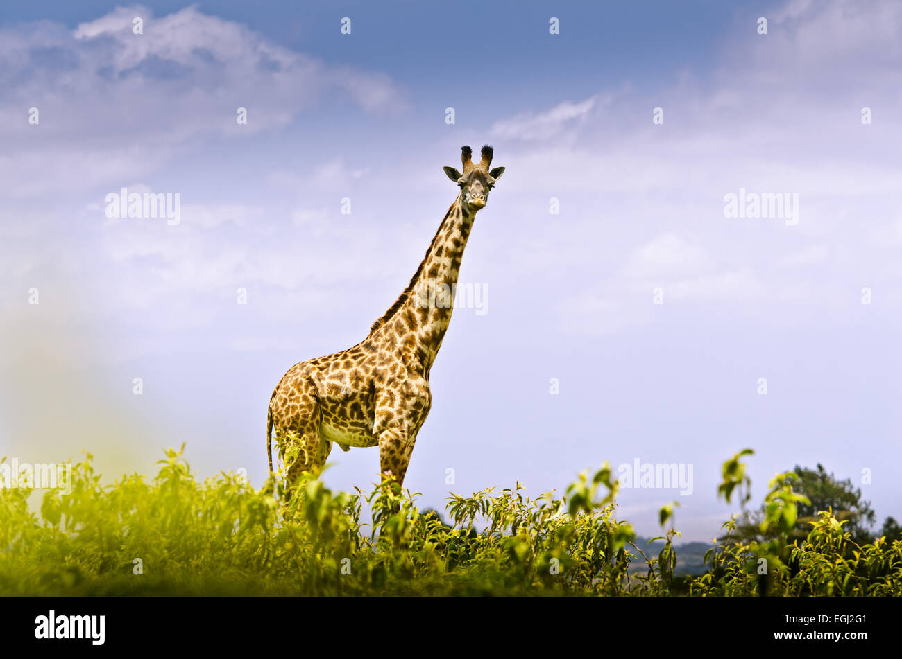 Africa, Tanzania, East Africa, Mt. Meru, Arusha national park, giraffe, Stock Photo