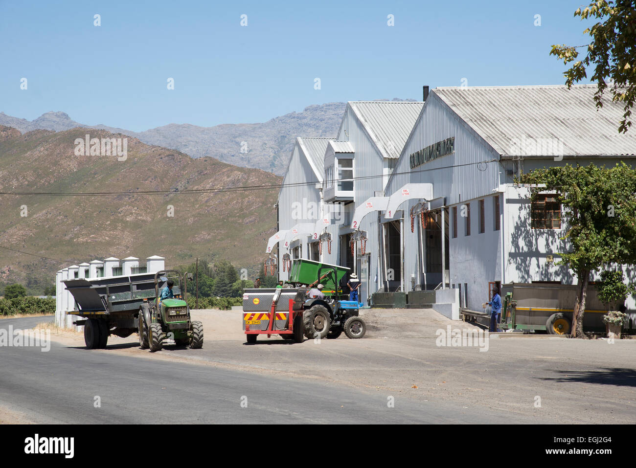 Sauvignon blanc grapes arriving at Goudini Cellar in Rawsonville