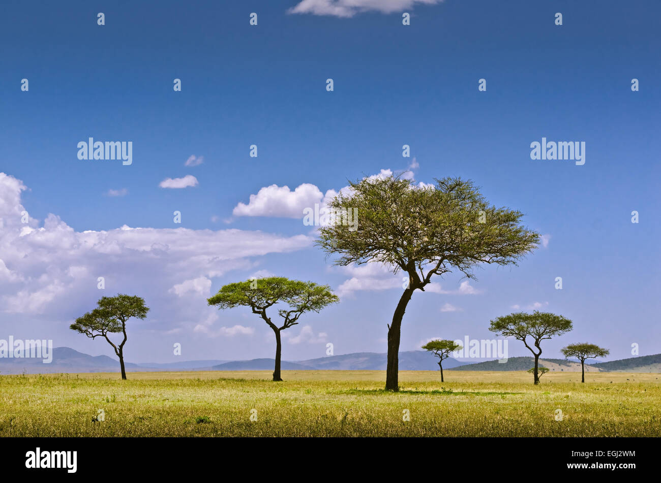 Africa, East Africa, Tanzania, Serengeti, fauna, acacia, umbrella thorn, Stock Photo
