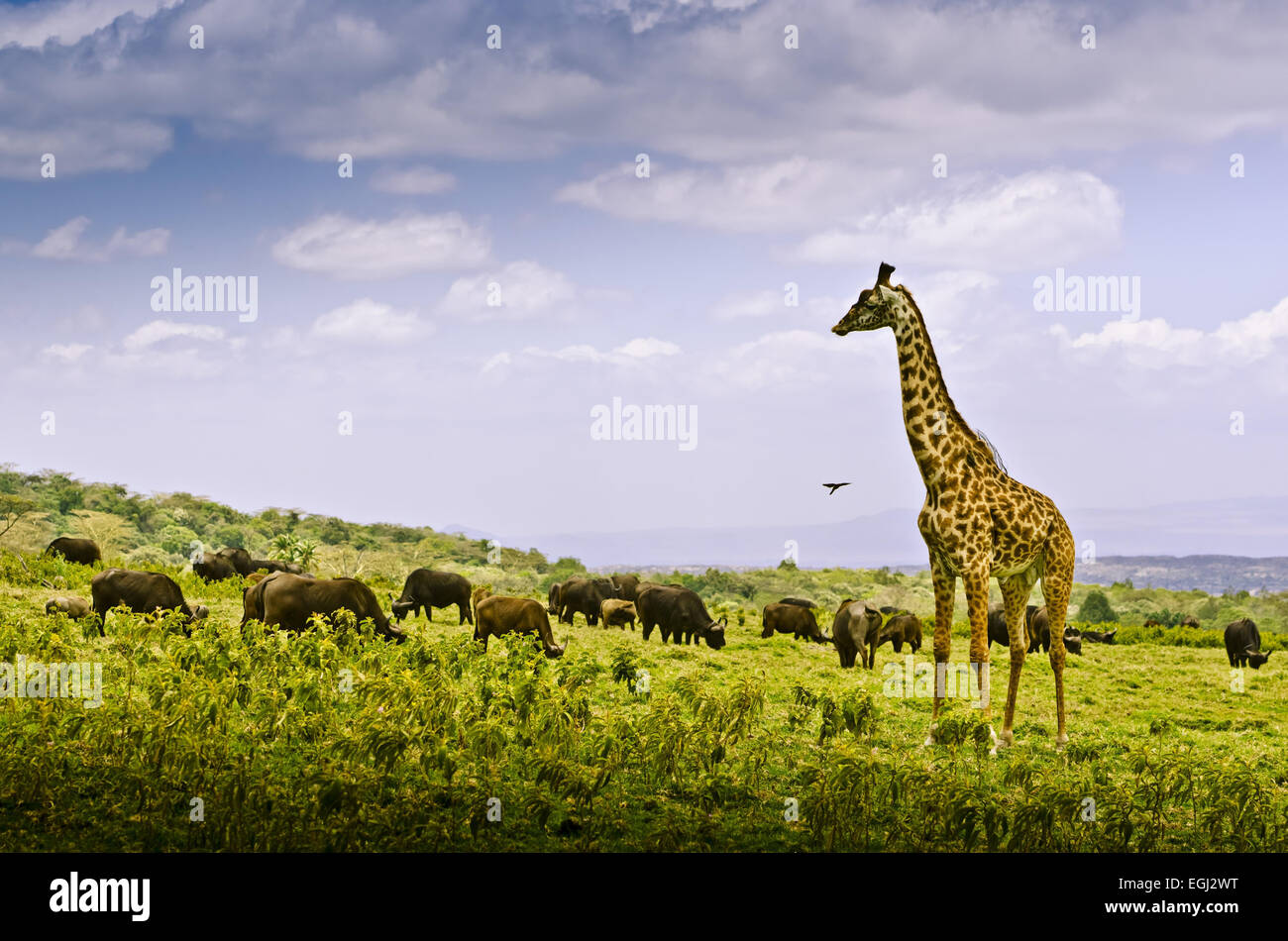 Africa, Tanzania, East Africa, Mt. Meru, Arusha national park, buffalo, giraffe, Stock Photo