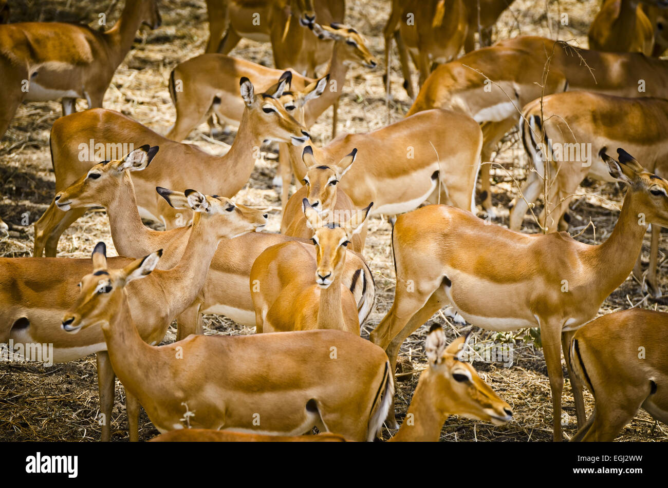 Africa, East Africa, Tanzania, Tarangire National Park, animals, herd of impalas, Stock Photo