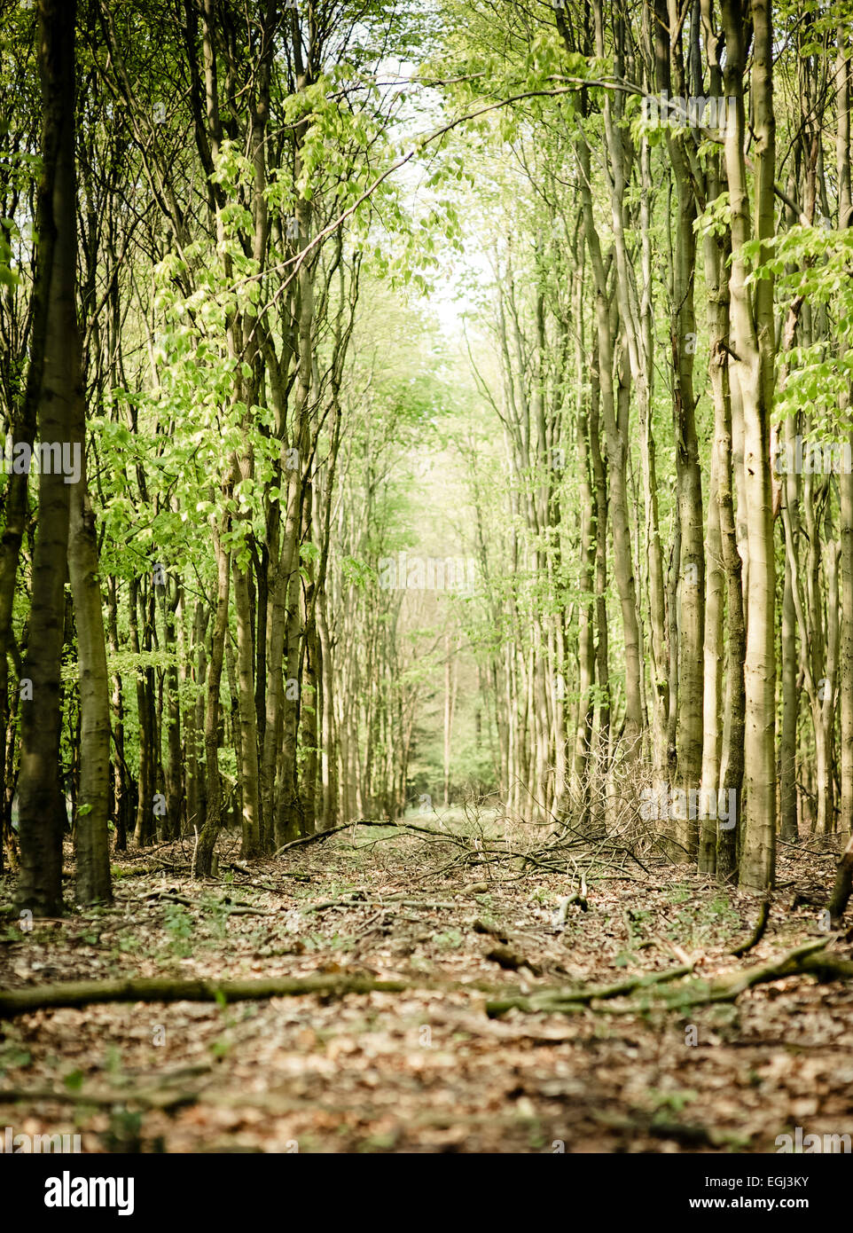 Waldweg im Frühling, Stock Photo