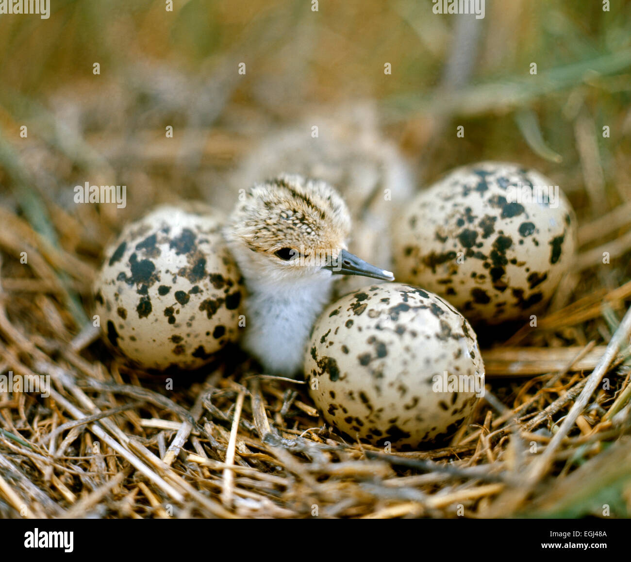 Ground nest of Avocet with clutch of eggs and yüung bird Stock Photo ...