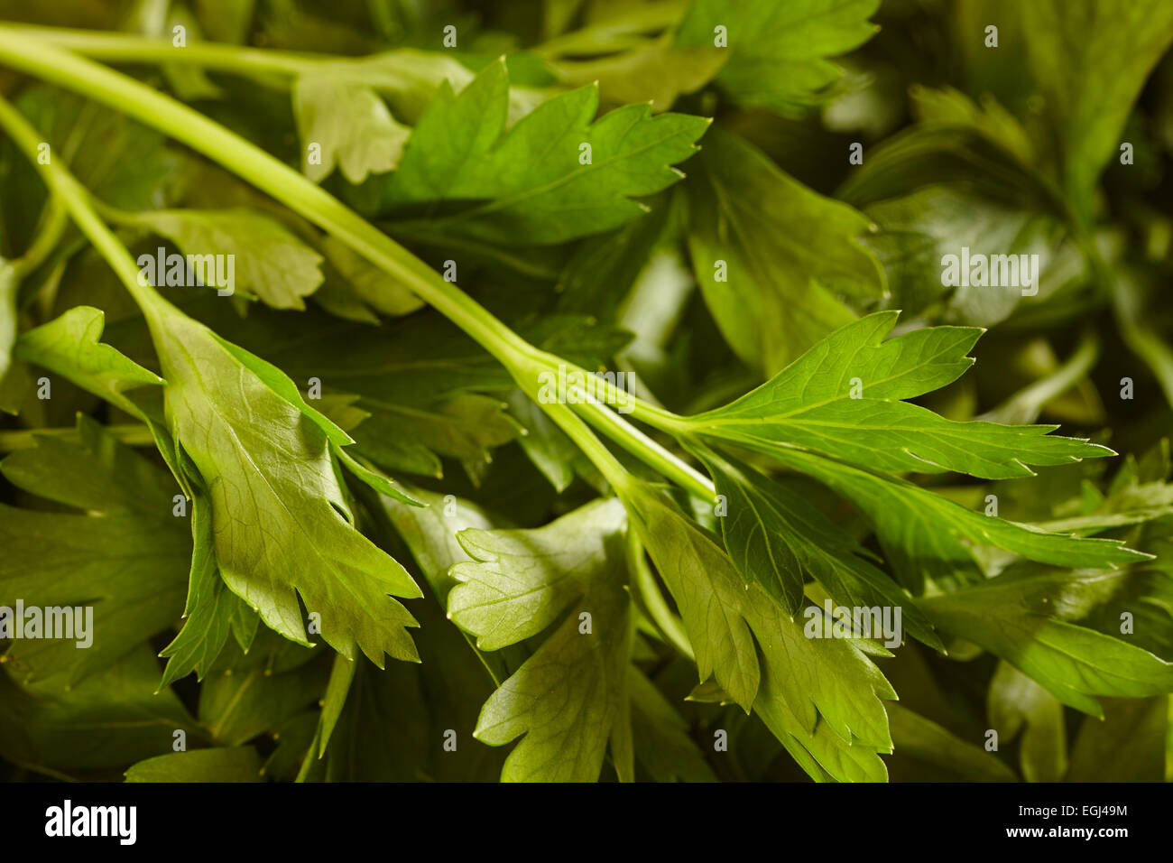fresh flatleaf parsley, sometimes called Italian parsley Stock Photo