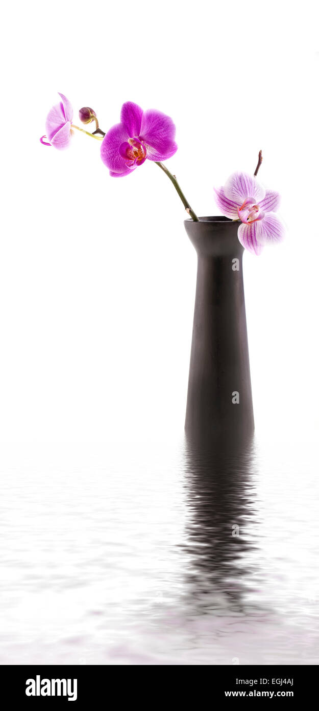 Orchid with black vase Stock Photo Alamy
