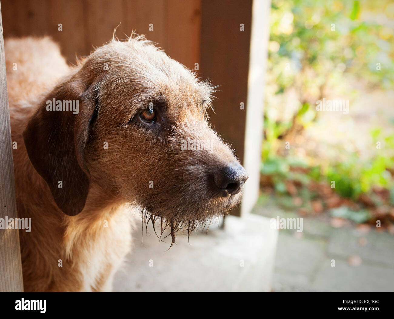 Coarse top haired terrier
