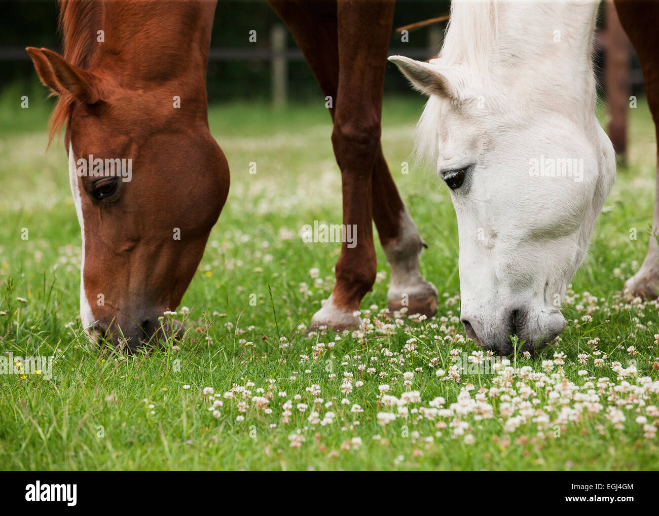 Pferde, Wiese, grasen, Stock Photo