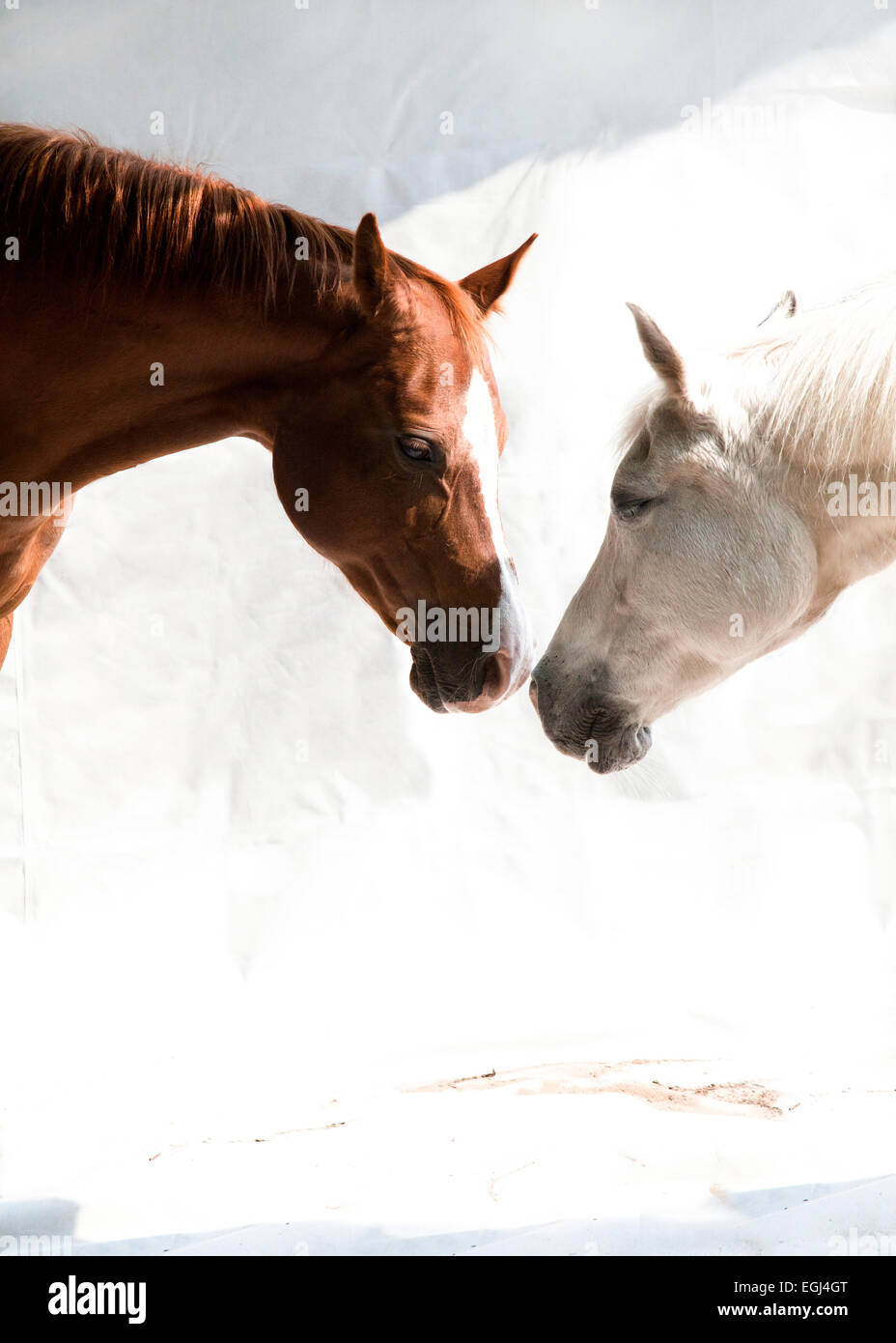 zwei Araber Pferde, braun, weiß, gegenüber, weißer Hintergrund, Porträt, seitlich, Stock Photo