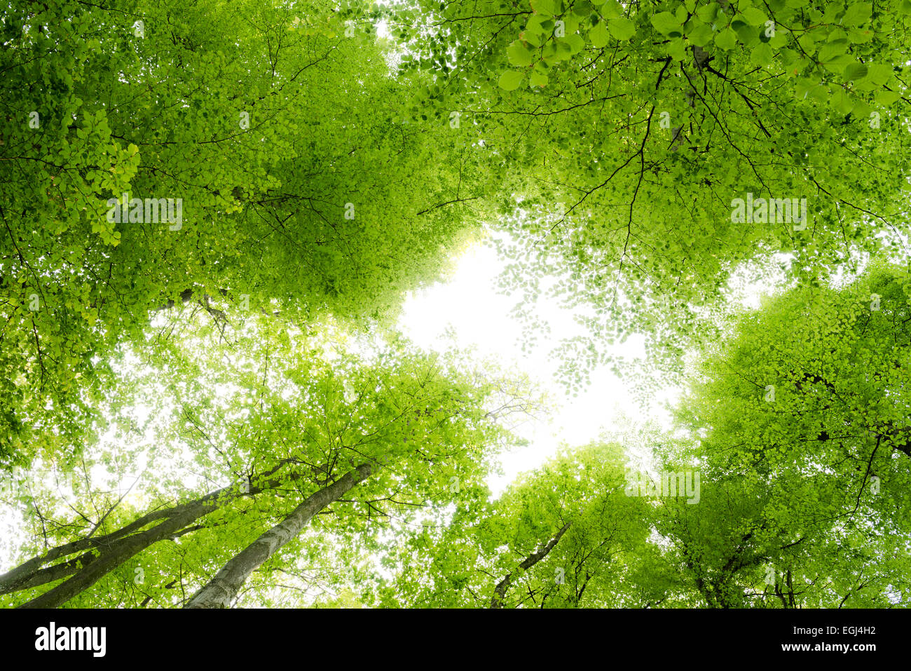 Spring, trees, tree tops, sky, leaves, green, fresh, beech, trees, wood ...