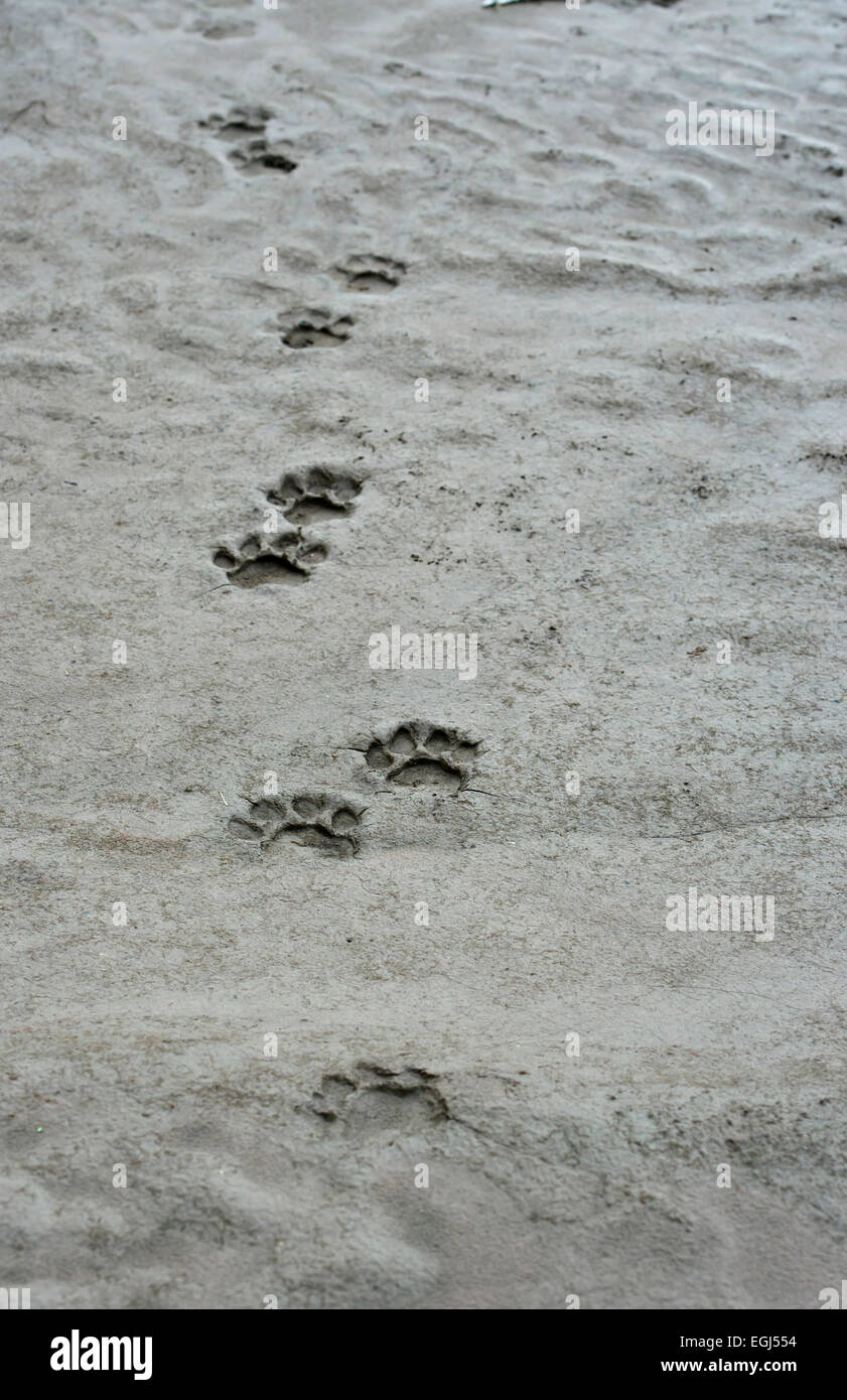 Tracks of a Leopard (Panthera pardus), Tambopata Nature Reserve, Madre de Dios Region, Peru Stock Photo